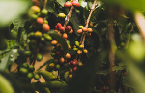 The Major Coffee Varietals of The World