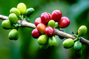What are the main things coffee farmers can do to produce high quality specialty coffee?