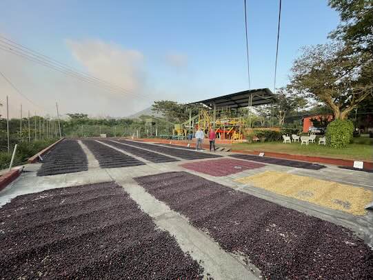 Volcanic Flower – Pacamara Washed (Santa Ana, El Salvador)