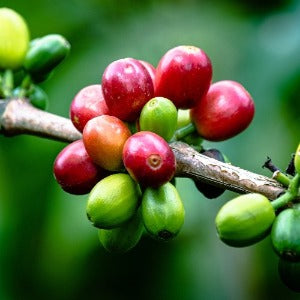 Virtual Coffee Tasting-Roasted Coffee-Triple Coffee Co.